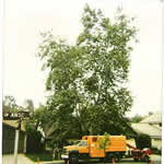 Tree Trimming Project California Sycamore Before