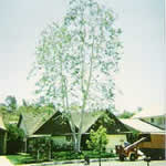 Tree Trimming Project California Sycamore After