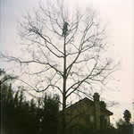 Tree Trimming Project California Sycamore(Winter) Before