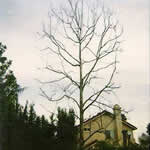 Tree Trimming Project California Sycamore(Winter) After