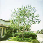 Tree Trimming Project Eucalyptus After