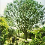 Tree Trimming Project Indian Laurel Fig After