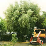 Tree Trimming Project Olive Tree Before