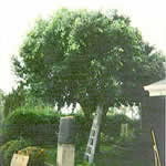 Tree Trimming Project Weeping Ficus Before