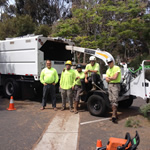 Arbor Age Tree Services Crew Workers on a Tree Trimming Project