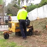 Our workers Stump Grinding and Removing a Stump