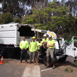 Arbor Age Tree Services Crew Workers on a Tree Trimming Project