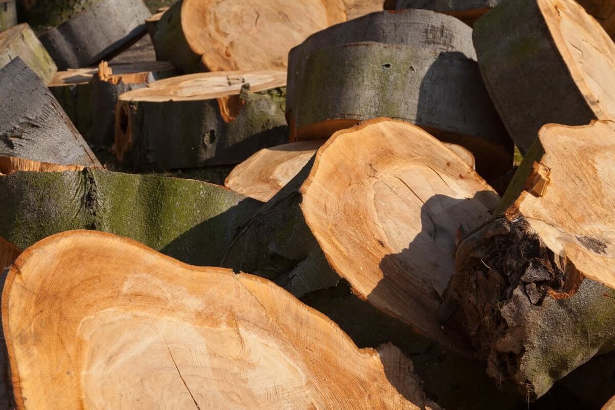 Arbor Age Tree Services Stump Removal