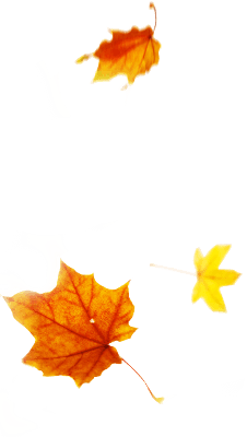 Leaves Falling