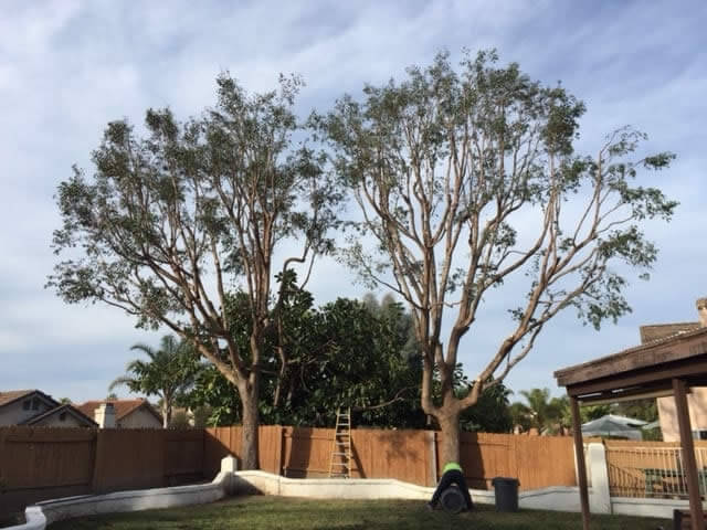 Tree Trimming Project After Picture