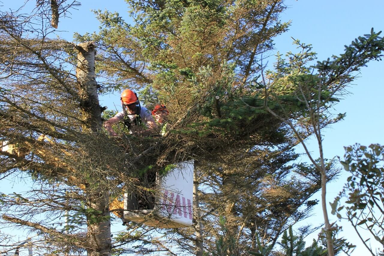 Workers in a tree trimming and removing branches on a project